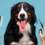 Banho e Tosa Pet Shop: Melhores Produtos