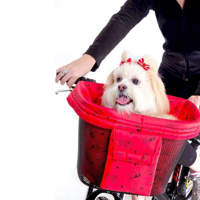 Pet Bike